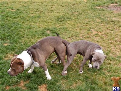American Staffordshire Terrier Puppies for Sale